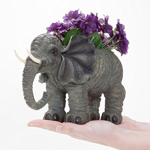 La Mejor Selección de Planta pata de elefante precio Top cinco. 11 La Mejor Selección de Planta pata de elefante precio Top cinco. 11