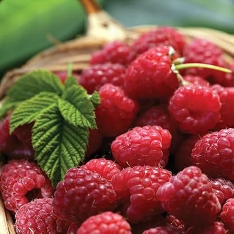 Carbeth Plants Raspberry Polka Bare Root Canes Cover
