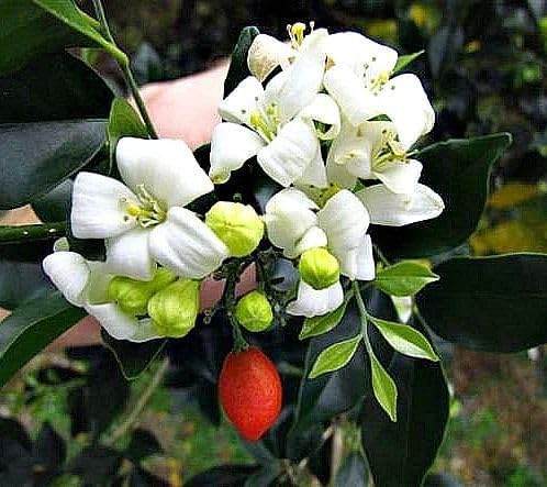 Image of LIVE PLANT (SMALL, MADHUKAMINI)