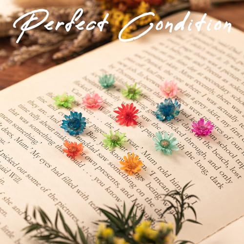 200 flores secas grandes para manualidades miniatura 4