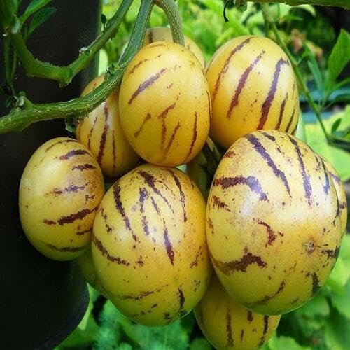 80Pcs Yellow Pepino Melon Fruit Seeds