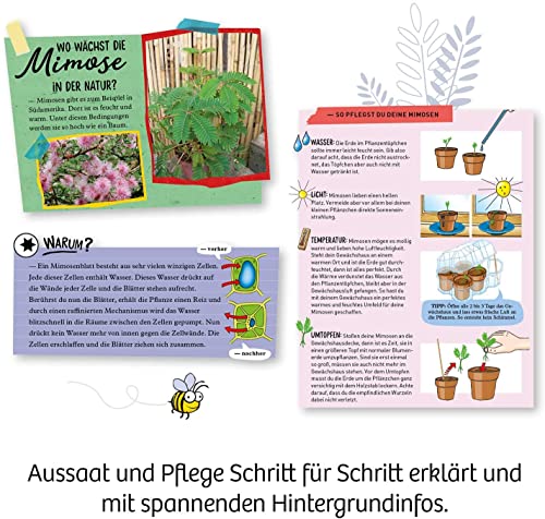Kosmos 657802 Mimosen-Garten, Pflanzen züchten und erforschen, Komplett-Set mit Mini-Gewächshaus Experimentier-Set für Kinder ab 6-10 Jahre, Mitbringexperiment Teal/Turquoise Green