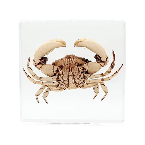 Miniatura 2 de Muestras reales de cangrejo en manualidades de pisapapapeles de resina, colección de taxidermia de animales para educación científica y adorno de