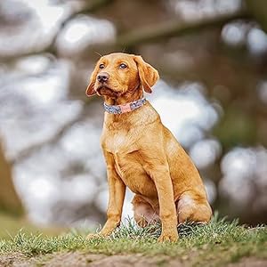 Unique style paws Dog Collar Metal Buckle Red Rose Collar Flower Gift Durable Cute Collar for Small Medium Large Boys Girls Dogs