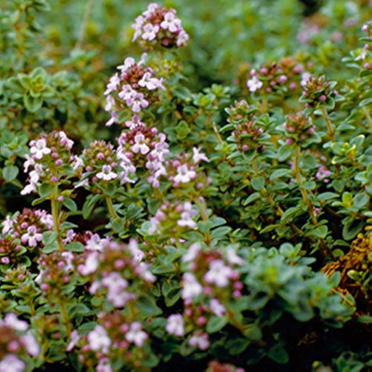 即納 在庫有り ハーブ 苗 セット レモンタイム30個 種類 栽培 ハーブティー ハーブガーデン 花 ガーデニング 苗木 栽培キット セール 半額以下 Www Littleshopp Com 即納 在庫有り ハーブ 苗 セット レモンタイム30個 種類 栽培 ハーブティー ハーブガーデン 花 ガーデニング 苗木 栽培キット セール 半額以下 Www Littleshopp Com