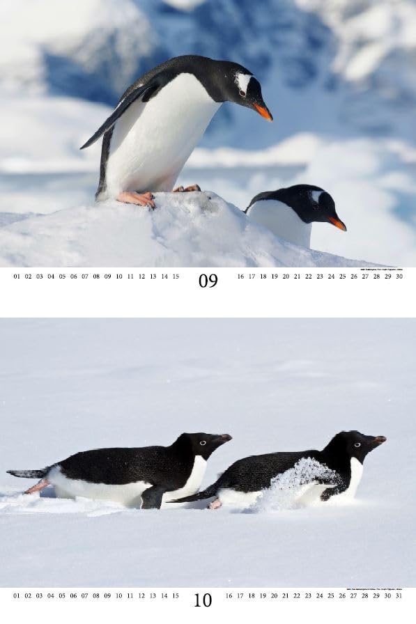 Calendario Perpetuo De Pingüino - Decoración De Escritorio, Regalo Divertido Y Fácil De Instalar