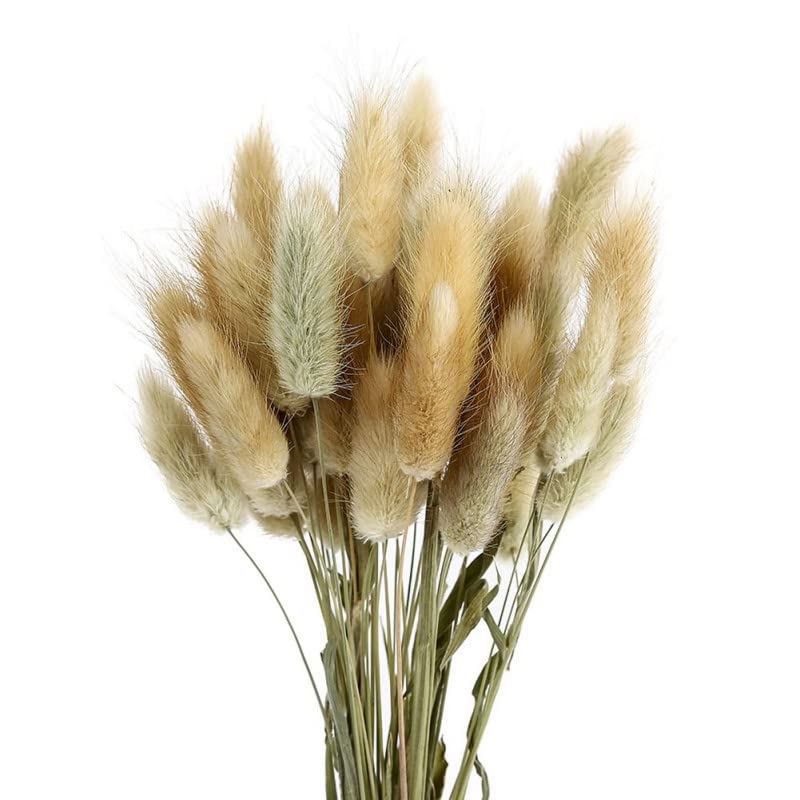 Pampas Grass Large 50pcs Flores Secas Cola de Conejo miniatura 2