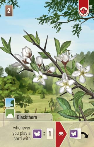 Lookout Games Forest Shuffle Woodland Edge Kartenspiel-Erweiterung – 36 neue Arten und Bäume für verbessertes Gameplay! Strategiespiel für… – Ansicht 4