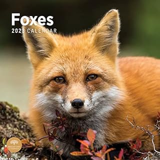 2022 Foxes Wall Calendar by Bright Day, 12 x 12 Inch, Backyard Cute Furry Animal