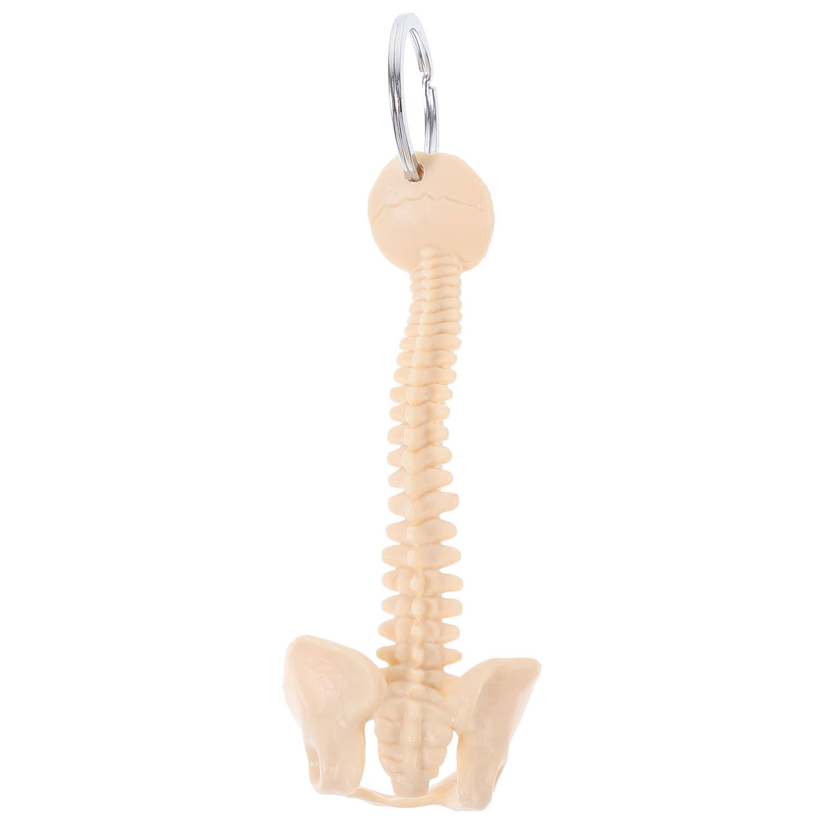 ibasenice Keychain Spine Chain Ornament School Teaching Aid Small Spine Toy Bone Keychain Keyring