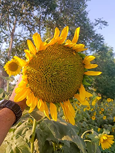 Image of Eywa Seeds & Exports Pvt Ltd Organic Sunflower Oil (5 Liter) Cold Pressed /Wood Pressed Oil|Surajmukhi /Sunflower Kachi Ghani Ka Tel By (Suhani) Eywa