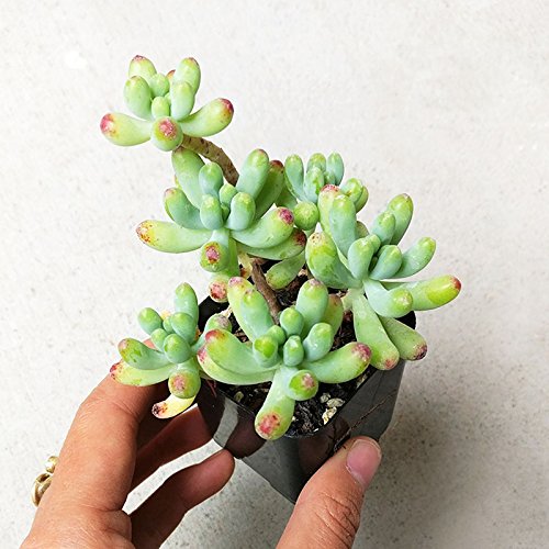 Sedum Pachyphyllum Succulent Jelly Bean Pork And Beans Plants (2 Inch) #TOP21