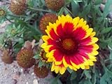 100 Arizona Sun GAILLARDIA (Blanket Flower/Indian Blanket) Gaillardia Pulchella Flower Seeds
