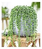 BALDUR-Garten Erbsenpflanze Senecio rowleyanus, 1 Pflanze, Perlenkette, Perlenschnur, Sukkulente, Grünpflanze, mehrjährig - frostfrei halten, pflegeleicht, Wasserbedarf gering
