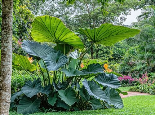 3 Giant Upright Elephant Ear Bulbs for Planting - Huge Leafs That Grow Tall - Colocasia (3...