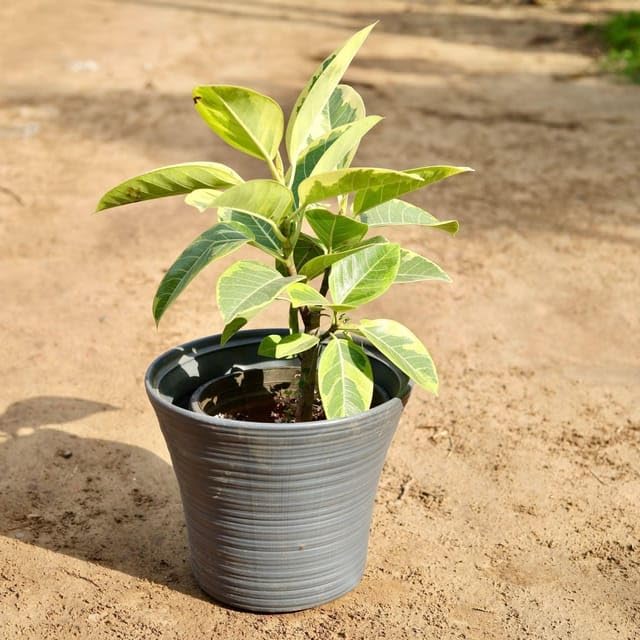 Bargad Varigated In 10 Inch Gray Fox Classy Fiberglass Pot