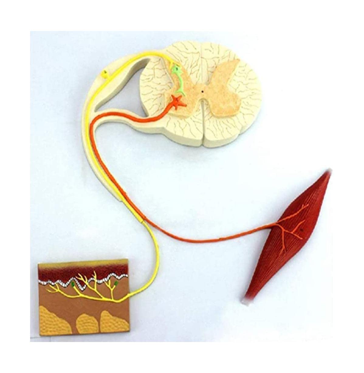 GTHTUHFD Skeleton Model Anatomy Model Human Nerve Reflex Arc Model Organs Model Human Model Reflection Model Nerve Conduction Human Organ Model