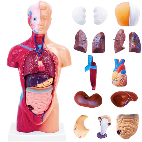 11 Inch Small Human Body Model for Anatomy Study - 15 Detachable Parts Educational Torso with...