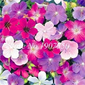 30 PCS Mixed Rare Bonsai pot seedsted Balcony Flower Seeding Seasons Pelargonium pot seedsted Flower Bonsai for Indoor Bonsai : 2