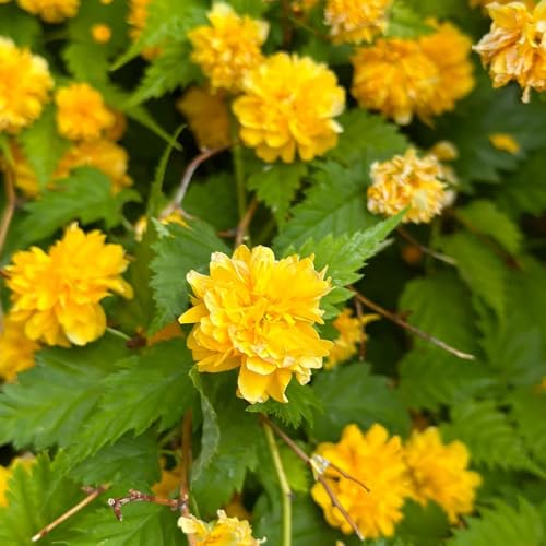 250 piezas Kerria japonica - Las plantas de jardín son plantas perennes resistentes. Semillas resistentes de arbustos ranunculus, jardín de arbustos árbol bonsái, regalos sostenibles