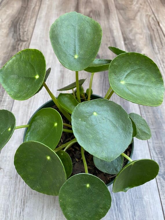 NEW DEBNATH NURSERY` Chinese Money Plant, Coin Plant, Radiator Plants, Peperomias Home Garden Indoor Decoration (1 Healthy Live Plant In Grow-Bag). DFG54 (B0CMWV2DVX) Amazon Price History, Amazon Price Tracker