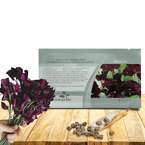 Outsidepride Spencer Beaujolais Sweet Pea Seeds - 200 Pcs Annual, Easy to Grow, Vine Seeds for...