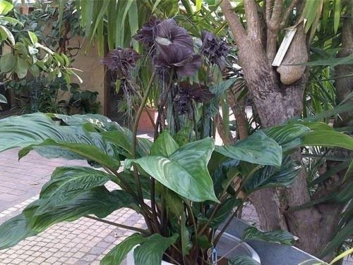 See full amazon price history chart for FernsFly® IMP. Tacca | Bat Plant Flower | Bat Lily Excellent Quality Flower Bulbs for Attractive Aromatic Flower Plant for Home Outdoor Gardening Plants Flowering Bulbs (Pack Of 2 Black Bat Plant) FernsFly® IMP. Tacca | Bat Plant Flower | Bat Lily Excellent Quality Flower Bulbs for Attractive Aromatic Flower Plant for Home Outdoor Gardening Plants Flowering Bulbs (Pack Of 2 Black Bat Plant) (B08Y1TX6JV) Amazon Price History, Amazon Price Tracker