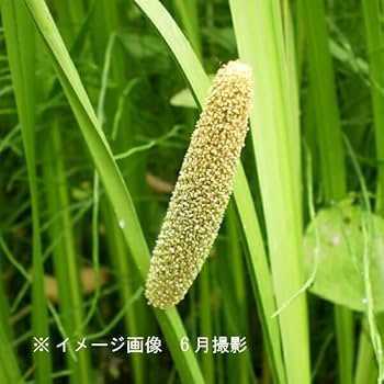 りぃです。購入済みです。耐寒宿根草　菖蒲湯用の菖蒲の株１株22-4(5) Amazon | ニオイショウブ 10.5cmポット苗100ポットセット 香り