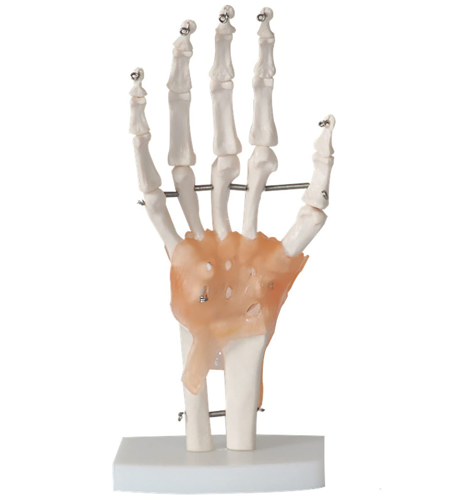 Buy EWGAO LifeSize Human Hand Joint with Ligament Model, PVC Bendable Human Anatomy Model,for