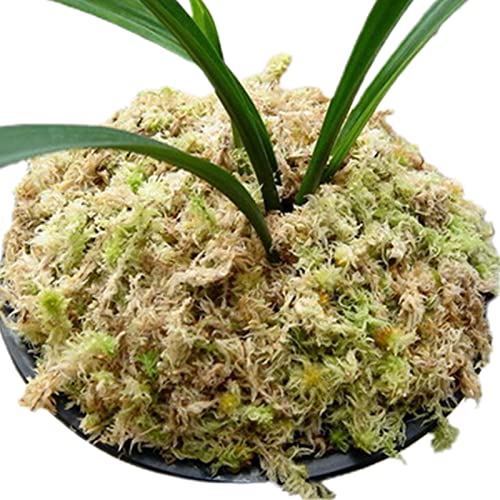 La Mejor Selección De Sphagnum Moss Home Depot Por Cdmx Alcaldias