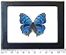 BicBugs Real Framed Butterfly Blue Precis RHADAMA Africa