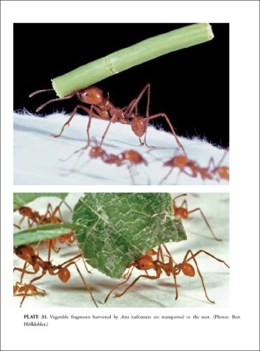 The Leafcutter Ants: Civilization by Instinct