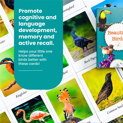 Image of Beautiful Birds Flash Cards | 36 Laminated Cards | Age Group: 2-4 Years | Science Educational & Fun Activity for Kids
