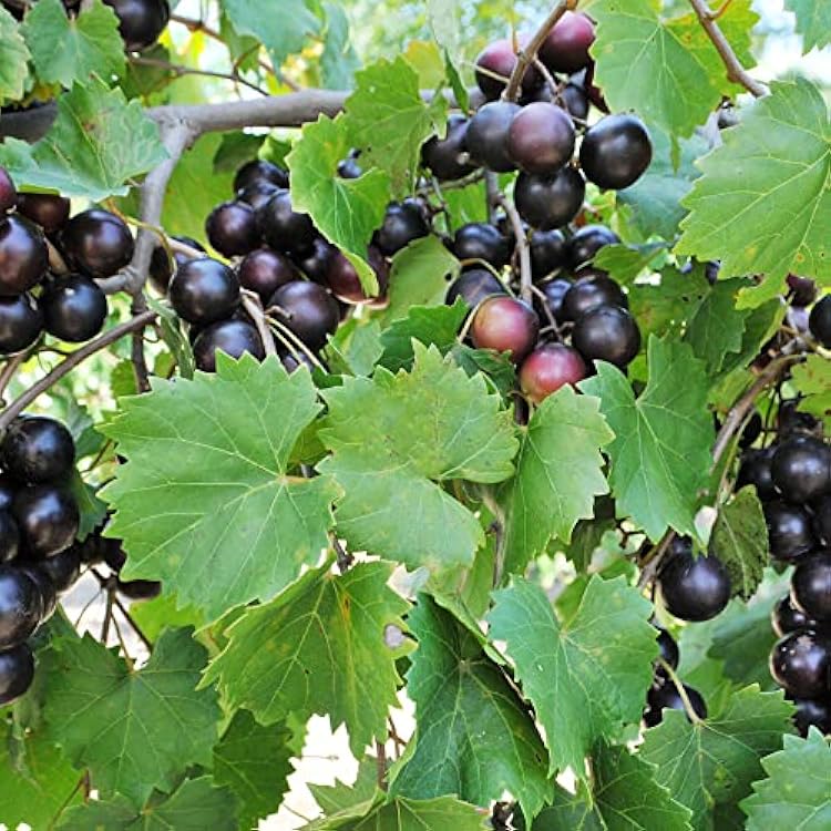 gothic garden seeds The Goth Garden Bundle main image 1