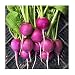 David's Garden Seeds Radish Purple Plum DGSRAD131RN (Purple) 500 Heirloom Seeds