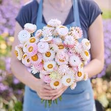 Eden Brothers Strawflower Seeds - Silvery Rose