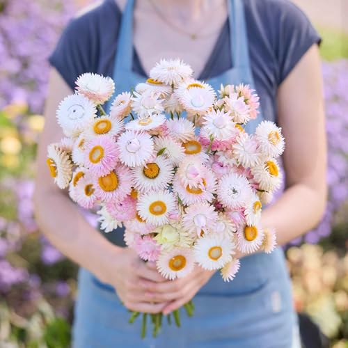Eden Brothers Strawflower Seeds - Silvery Rose