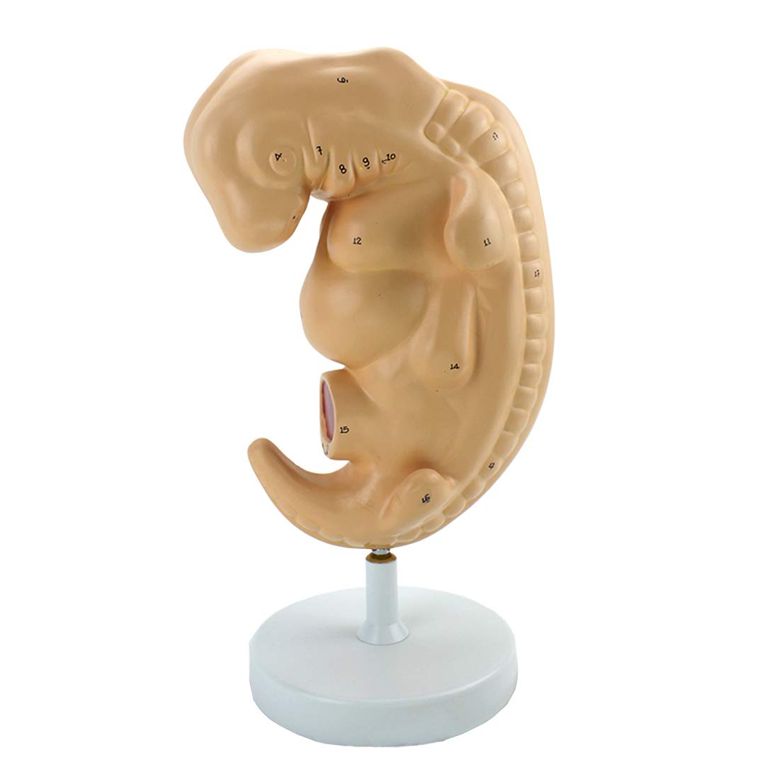 sjdoPulse Fetal Model - Medical Anatomical Four Weeks Pregnant Embryonic Tissue Model - Pregnant Anatomical Science Models - for Study Display Teaching Medical Model