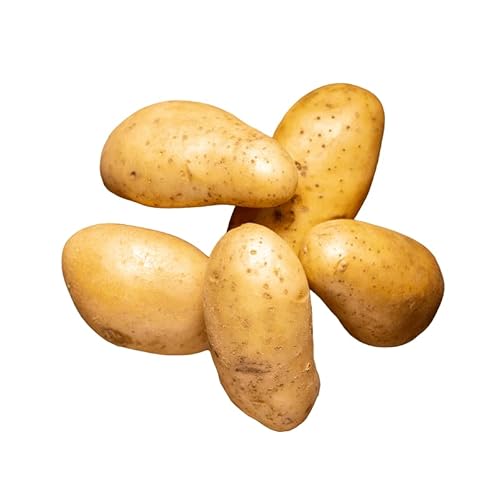 Votaniki Kennebec Potatoes Seed - Versatile and High Yielding and