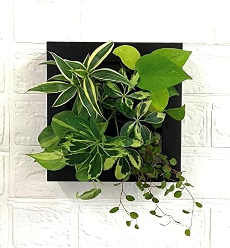 Amazon 土に代わる新素材 パフカル 使用 土より安全で良く育つ 壁掛け 観葉植物 本物 土を使わない お手入れ簡単 土より良く育つ 初心者 おしゃれ インテリア インテリアグリーン ミドリエデザイン Framer1 シェフレラ斑入りmodel ブラック 人工観葉植物 Amazon 土に代わる新素材 パフカル 使用 土より安全で良く育つ 壁掛け 観葉植物 本物 土を使わない お手入れ簡単 土より良く育つ 初心者 おしゃれ インテリア インテリアグリーン ミドリエデザイン Framer1 シェフレラ斑入りmodel ブラック 人工観葉植物