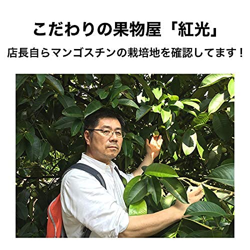 Amazon.co.jp: マンゴスチン タイ産 フレッシュ マンゴスチン 小箱 (約