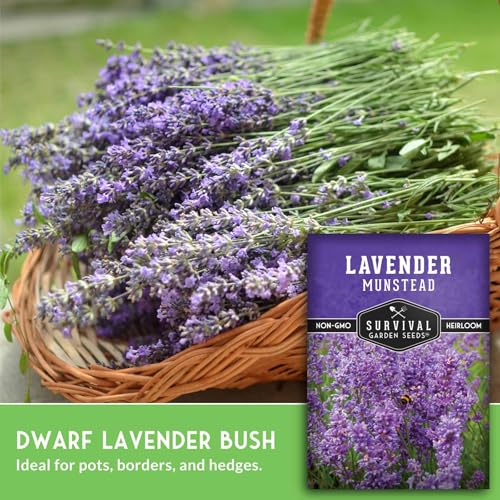 Munstead English Lavender Seeds for Planting – Compact Dwarf Hardy Perennial Herb for Indoor or Outdoor Gardens, Culinary & Fragrant Pollinator Flower - Survival Garden Seeds (1 Pack)