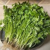 Koriander Samen Mehrjährig Winterhart, kräutersamen Koriandersamen Bio, wintergemüse samen...