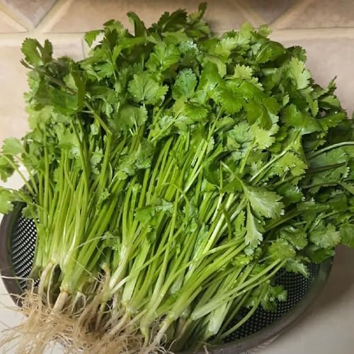 Semillas de cilantro perenne resistente, semillas de cilantro orgánico, verdes jardín jardín del balcón raras variedades 100pcs