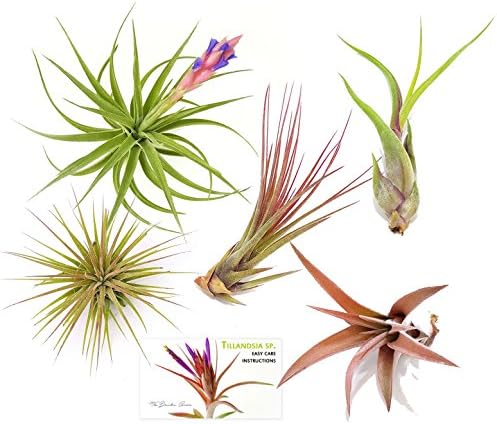 TDG Assorted Tillandsia Air Plants, Pack of 5, Medium