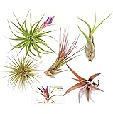 TDG Assorted Tillandsia Air Plants, Pack of 5, Medium