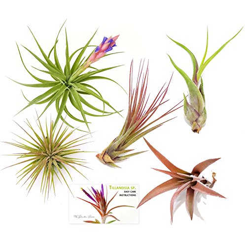 TDG Assorted Tillandsia Air Plants, Pack of 5, Medium TDG Assorted Tillandsia Air Plants, Pack of 5, Medium