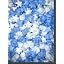 Blue & White Stars