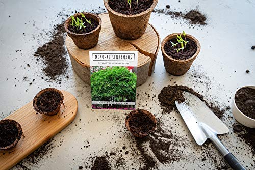 Bambus Samen von Happyseed mit hoher Keimrate für Garten und Balkon