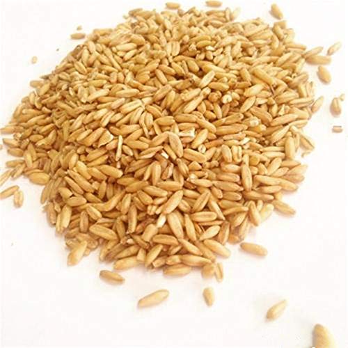 GLORIOUS INHERITING / BAIGUZHENZHEN nova cultura fresca de arroz de aveia de tamanho geral com peso